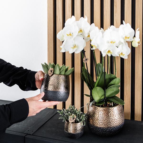 Kolibri Home | Elite pot copper - Ø12cm