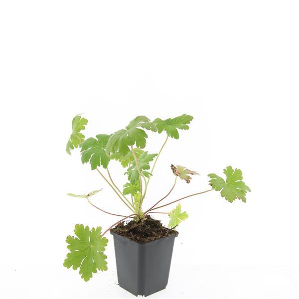 Geranium macr. 'Ingwersen's Var.' - ↕10-25cm - Ø9cm - 60x