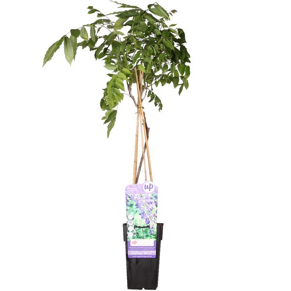 Glycine sinensis 'Prolific' - Glycine - Ø15cm - ↕65cm
