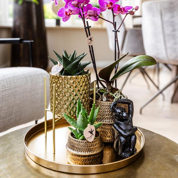 Compagnie des Colibris | Coffret Hôtel Chic | Ensemble de plantes avec orchidées Phalaenopsis violettes et plantes succulentes, avec pots décoratifs en céramique.
