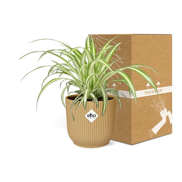 Chlorophytum Comosum Variegatum en ELHO Vibes Fold 14cm jaune