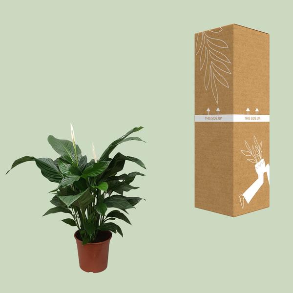 Spathiphyllum Douce Silvana - Ø24cm - ↕80cm