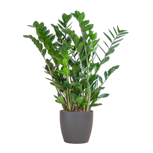 Zamioculcas Zamiifolia avec Viber gris - 80cm - Ø21