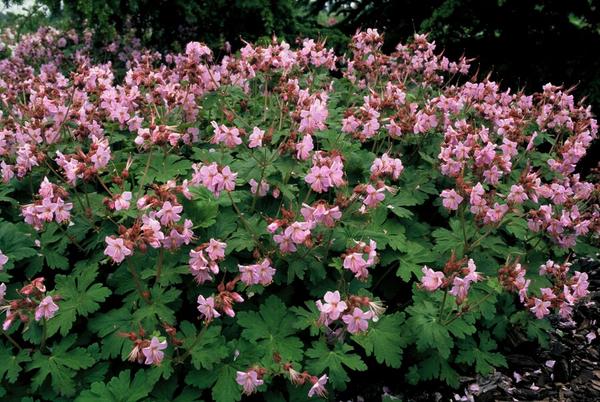 Geranium macr. 'Ingwersen's Var.' - ↕10-25cm - Ø9cm - 60x
