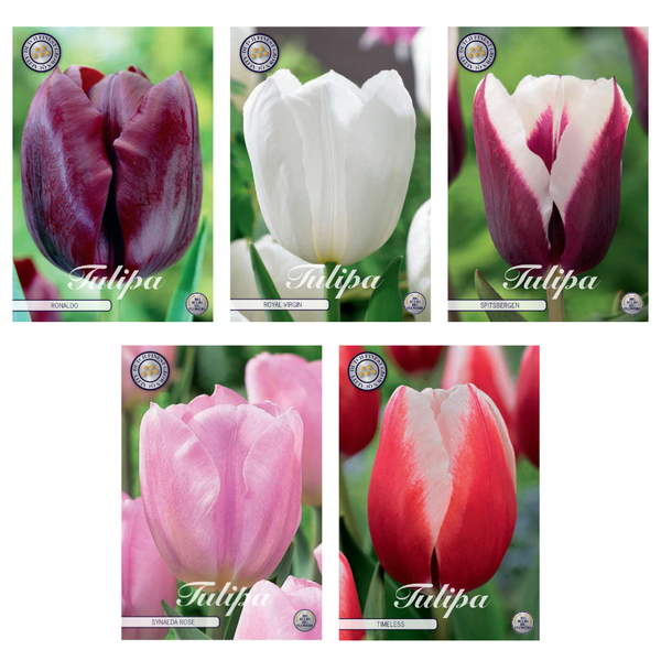 Tulipa - Mélange de bulbes à fleurs (12) - 5 variétés - 41 bulbes