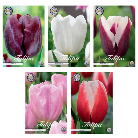 Tulipa - Mélange de bulbes à fleurs (12) - 5 variétés - 41 bulbes