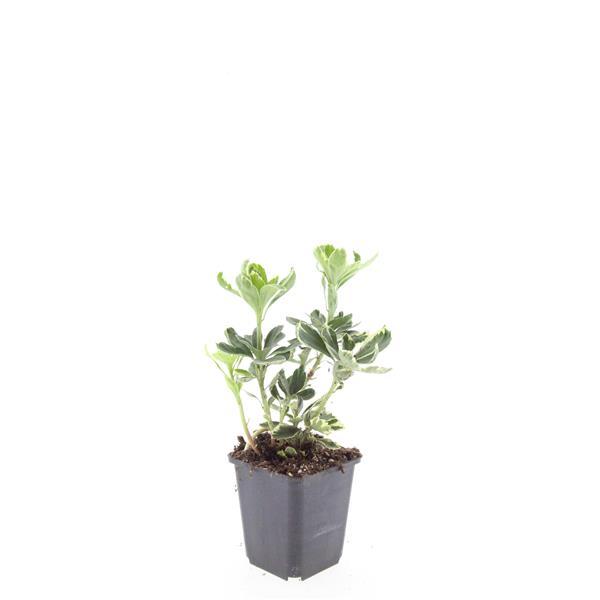 Pachysandra term. 'Variegata' - ↕10-25cm - Ø9cm - 60x