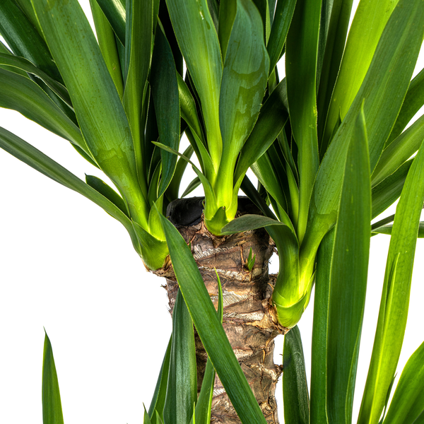 Yucca Éléphantipes Ø21cm - ↕100cm