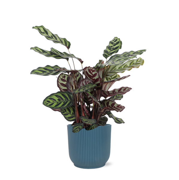 Calathea Makoyana Ø21cm - ↕70cm in Vibes BLUE pot