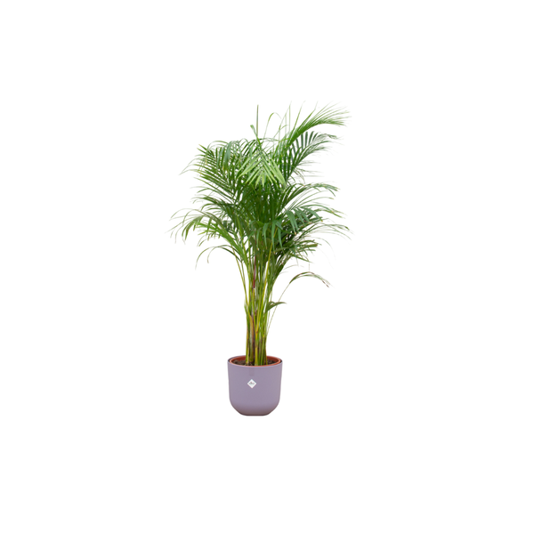 Offre combinée - Palmier Areca avec elho Jazz Round lilas Ø26 - 140 cm