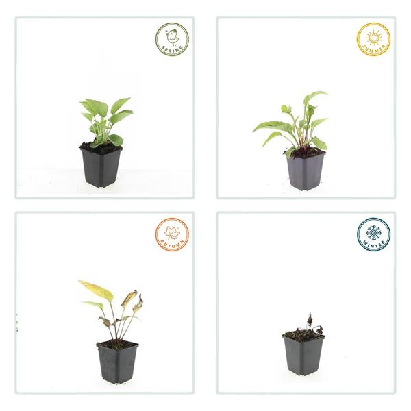 Echinacea p. 'Magnus' - ↕10-25cm - Ø9cm - 60x