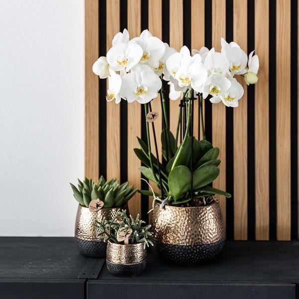 Kolibri Home | Elite pot copper - Ø9cm