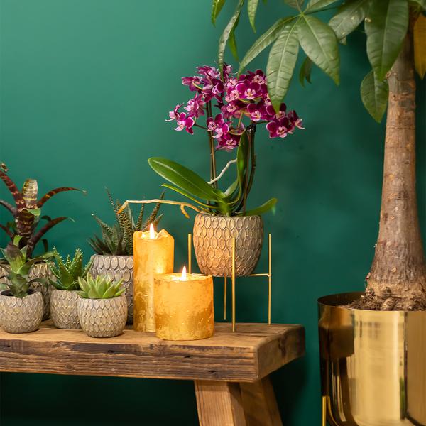 Maison Colibri | Support à plantes - Support à plantes en métal doré Ø12cm