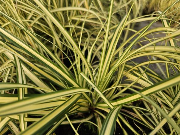 Carex oshim. 'Evergold' - ↕10-25cm - Ø9cm - 60x