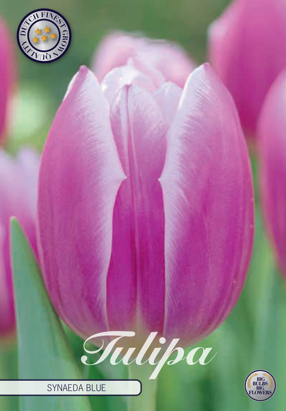 Tulipa - Triumph - Synade Bleu - 7 boules - Ø12/+ cm