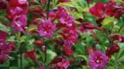 Weigela 'Bristol Ruby' - Weigelia - Haie prête à l'emploi - 120 x 180 cm