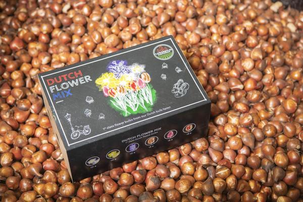 Flowerbulbs Amsterdam - Dutch Flower Mix - Boîte de luxe grande, 75 bulbes à fleurs pour 2 m2 de splendeur florale - Taille 12+