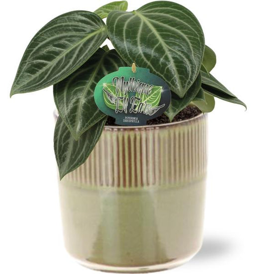 Peperomia Sarcophylla - Ø15cm - ↕25cm + Terni Pot D16,5x15cm - Groen