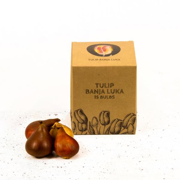 Bulbes à fleurs Amsterdam - Banja Luka - 15 bulbes à fleurs - Taille 12+