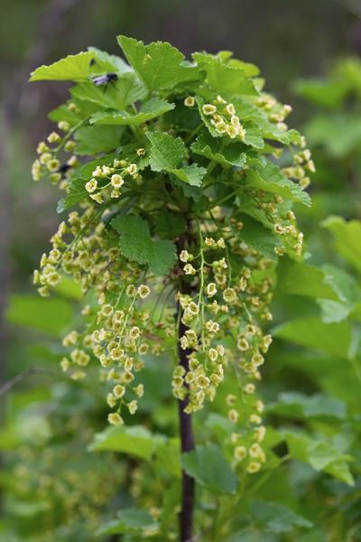 Ribes rubrum 'Jokheer van Tets' - Groseille - Ø13cm - ↕45cm
