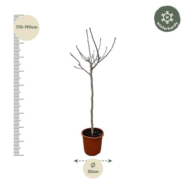 Ficus Carica op stam - 180 cm - ø30