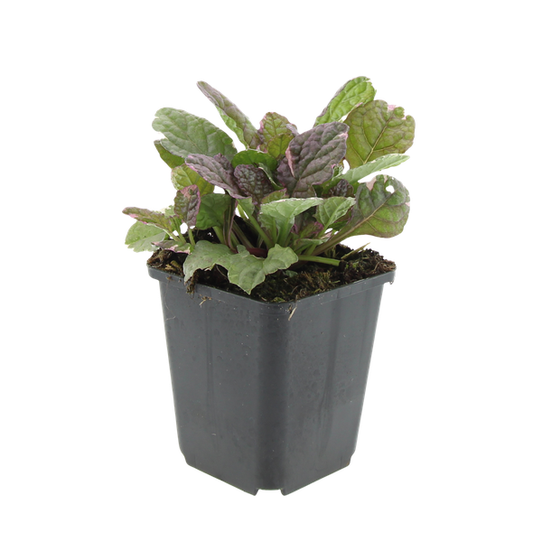 Ajuga reptans 'Burgundy Glow' - ↕10-25cm - Ø9cm - 12x