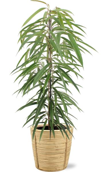 Ficus Binnendijkii Alii - Ø21cm - ↕80cm + Bibek Pot D22x22cm - Naturel