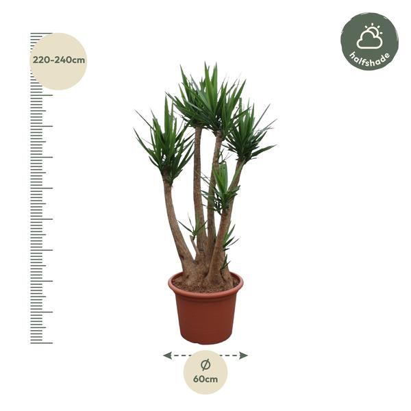 Yucca Elephantipes ramifié - 230 cm - ø60