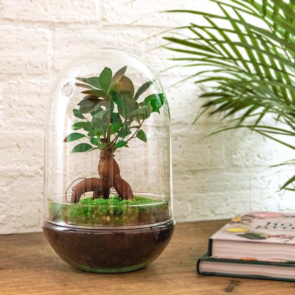 Terrarium DIY - Oeuf XL Bonsaï - ↕ 30 cm