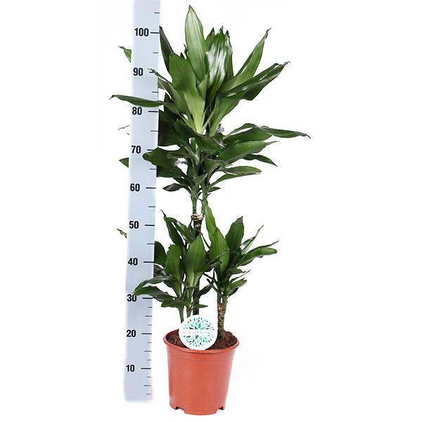 Dracaena Janet Lind Ø21cm - ↕90cm en pot Boule BLANC