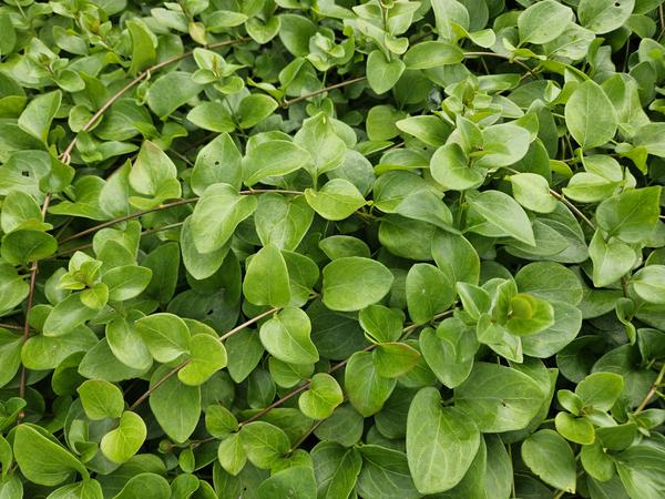 Vinca major 'Alba' - ↕10-25cm - Ø9cm - 60x