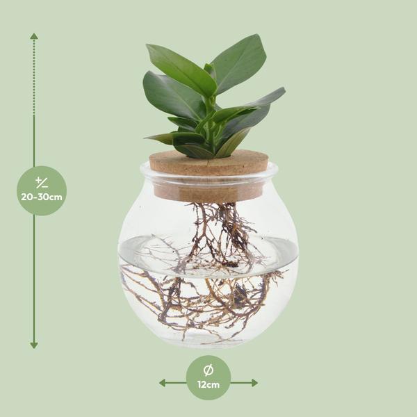 Clusia En Verre Convexe + Bouchon Click - Ø12cm - ↕30cm