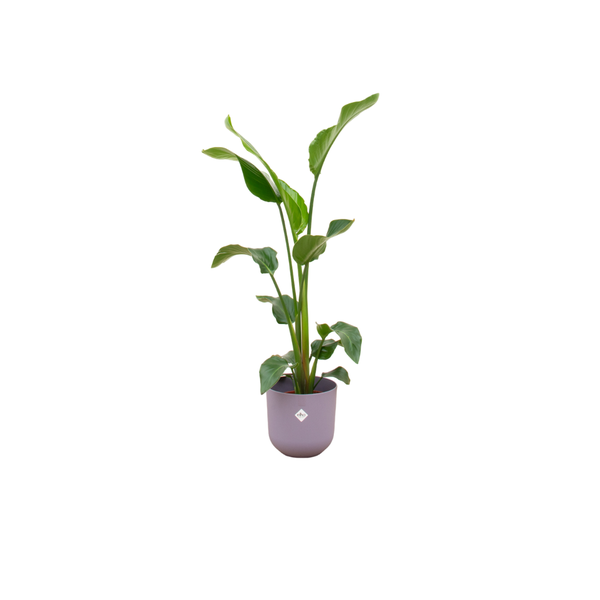 Offre combinée - Strelitzia Nicolai avec elho Jazz Round lilas Ø23 - 100 cm