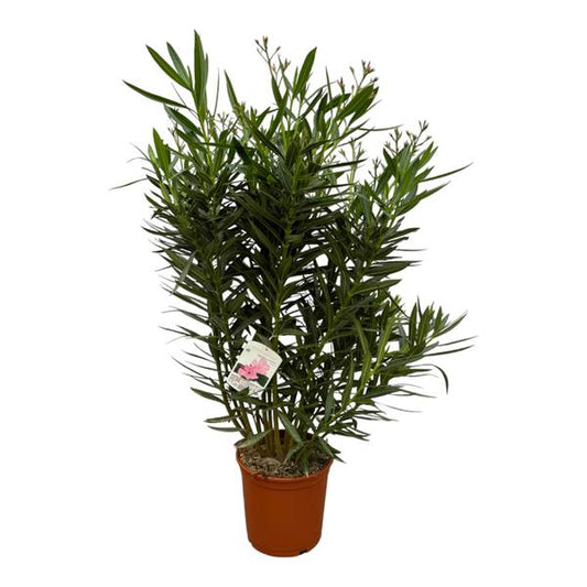 Arbuste Nerium Oleander à fleur blanche - 160 cm - Ø30cm