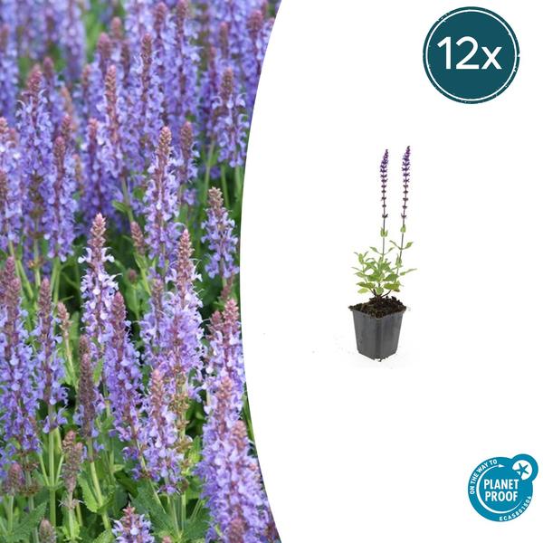 Salvia nem. 'Caradonna' - ↕10-25cm - Ø9cm - 12x