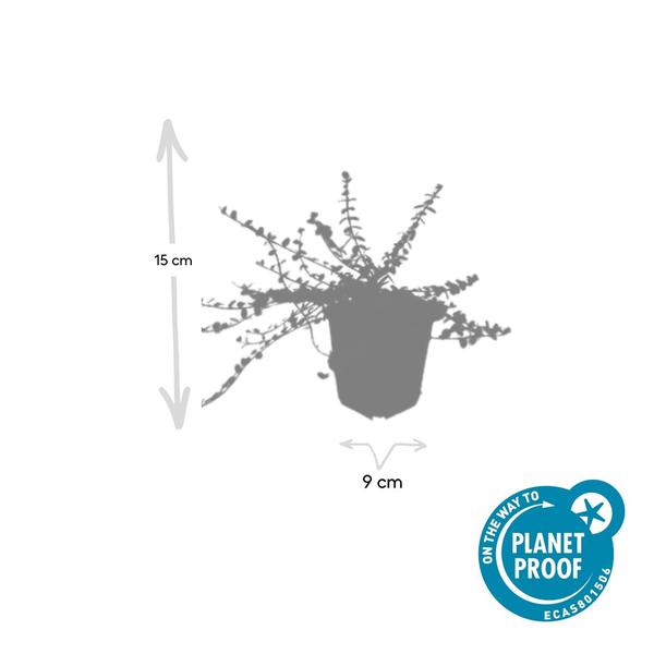 Euonymus fort. 'Minimus' - ↕10-25cm - Ø9cm - 60x