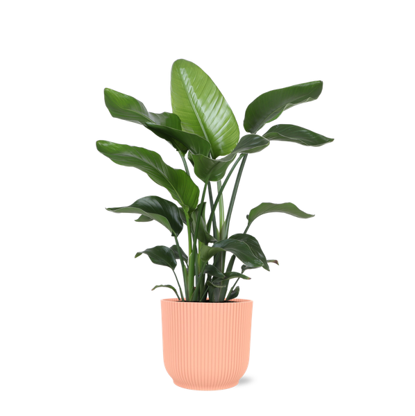 Strelitzia Nicolai - Ø21cm - ↕80cm en pot Vibes ROSE