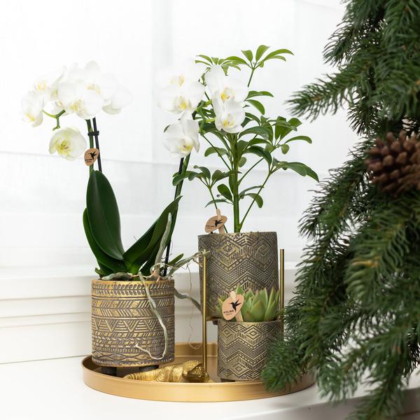 Maison Colibri | Support à plantes - Support à plantes en métal doré Ø12cm