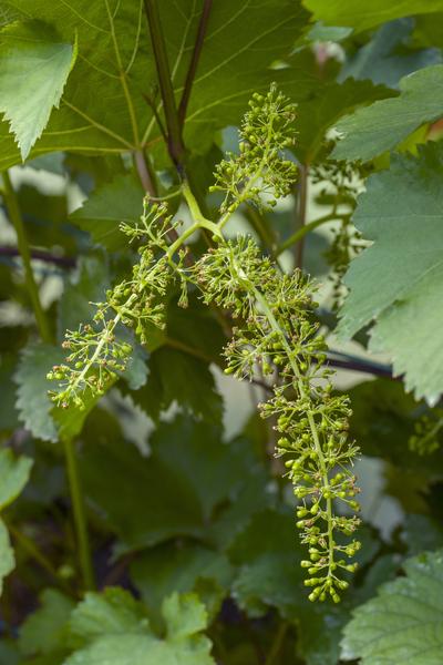 Vitis vinifera 'Johanniter' - Raisin Blanc - Ø13cm - ↕45cm