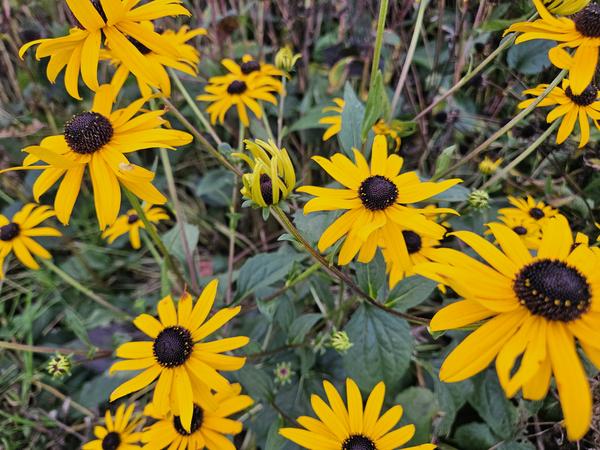 Rudbeckia fulgida 'Goldsturm' - ↕10-25cm - Ø9cm - 60x