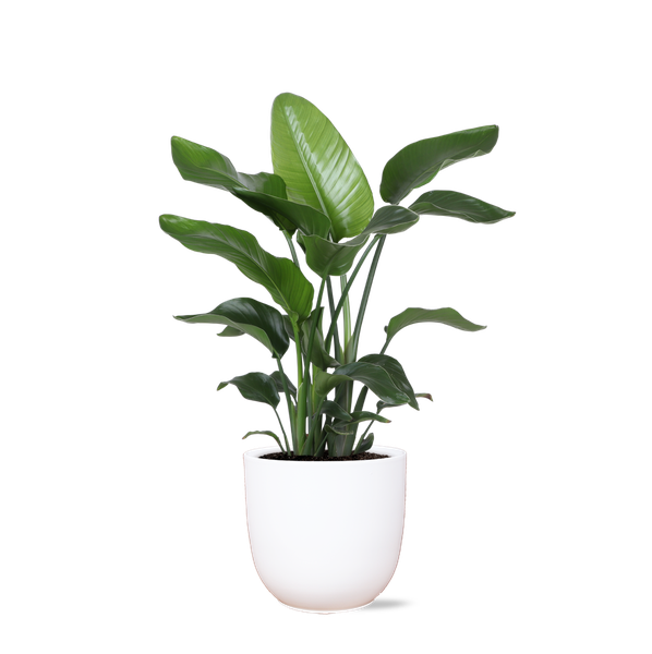 Strelitzia Nicolai - Ø21cm - ↕80cm en pot Boule BLANC