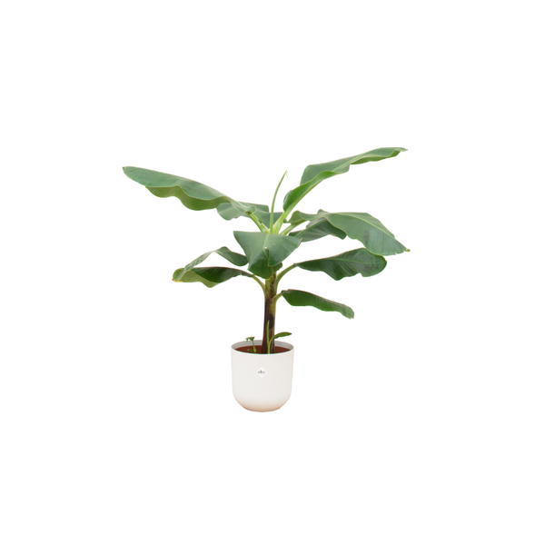 Offre combinée - Bananier (Musa) incluant elho Jazz Round blanc Ø23 - 100 cm