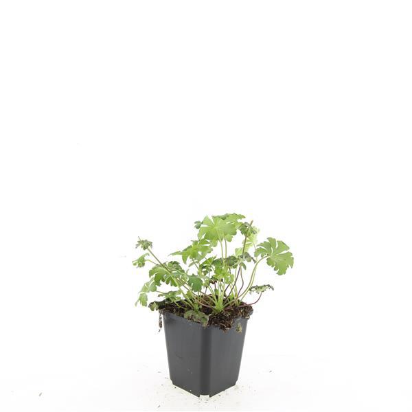 Geranium cant. 'Cambridge' - ↕10-25cm - Ø9cm - 60x
