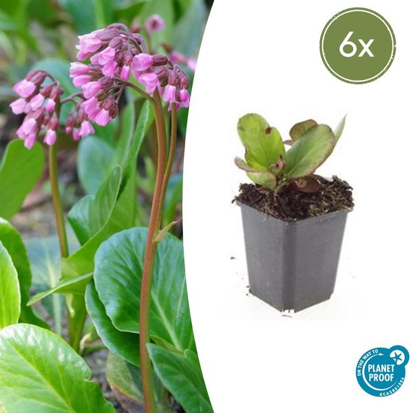 Bergenia cordifolia 'Herbstblüte' - ↕10-25cm - Ø9cm - 6x