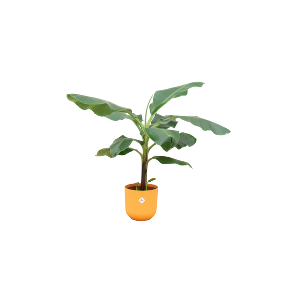 Offre combinée - Bananier (Musa) incluant elho Jazz Round jaune Ø23 - 100 cm