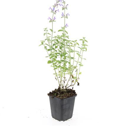 Nepeta 'Walker's Low' - ↕10-25cm - Ø9cm - 60x