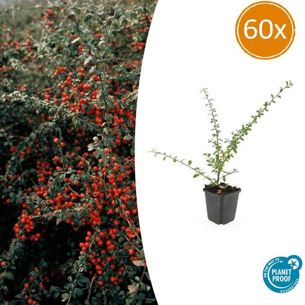 Cotoneaster suec. 'Coral Beauty' - ↕10-25cm - Ø9cm - 60x