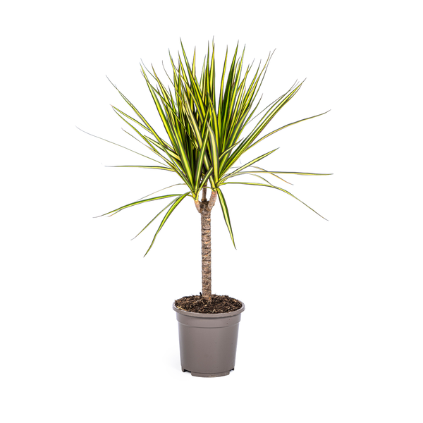 Dracaena Marginata Sunray Ø17cm - ↕25cm