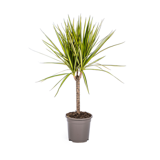 Dracaena Marginata Sunray Ø17cm - ↕25cm