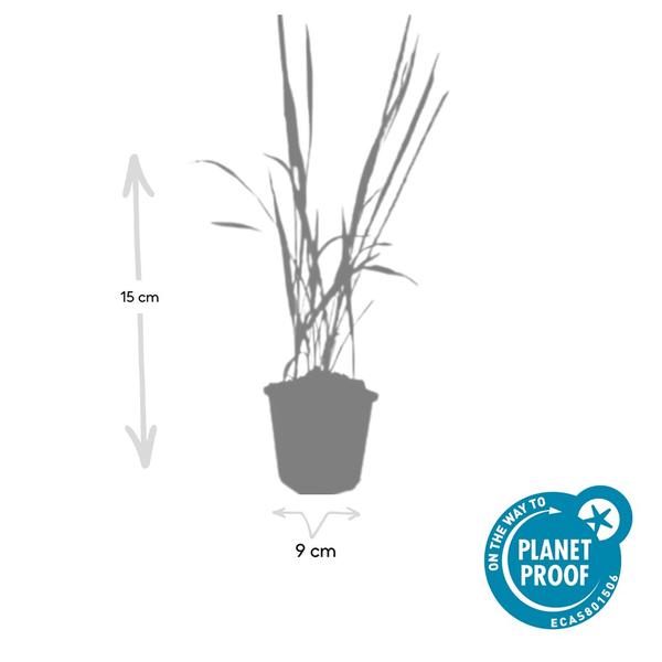 Imperata cylindrica 'Red Baron' - ↕10-25cm - Ø9cm - 60x